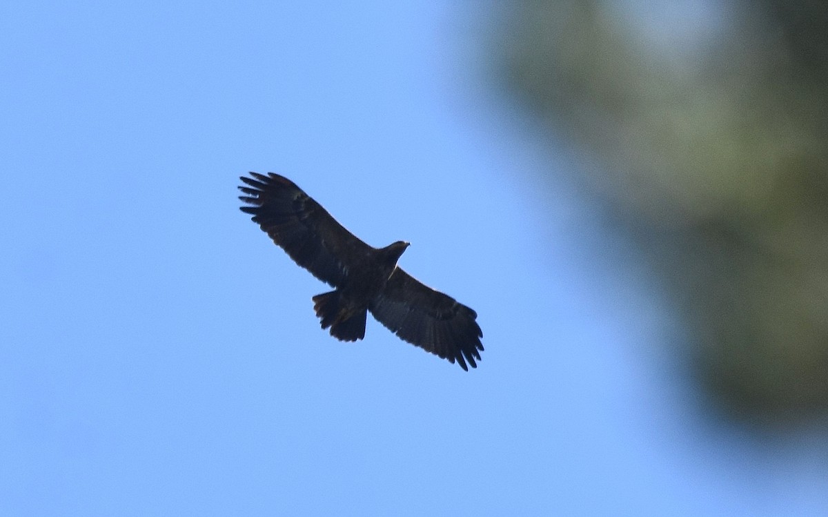 Lesser Spotted Eagle - ML608797354