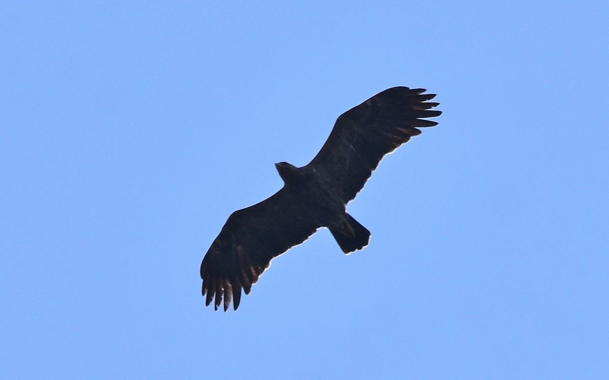 Lesser Spotted Eagle - ML608797355