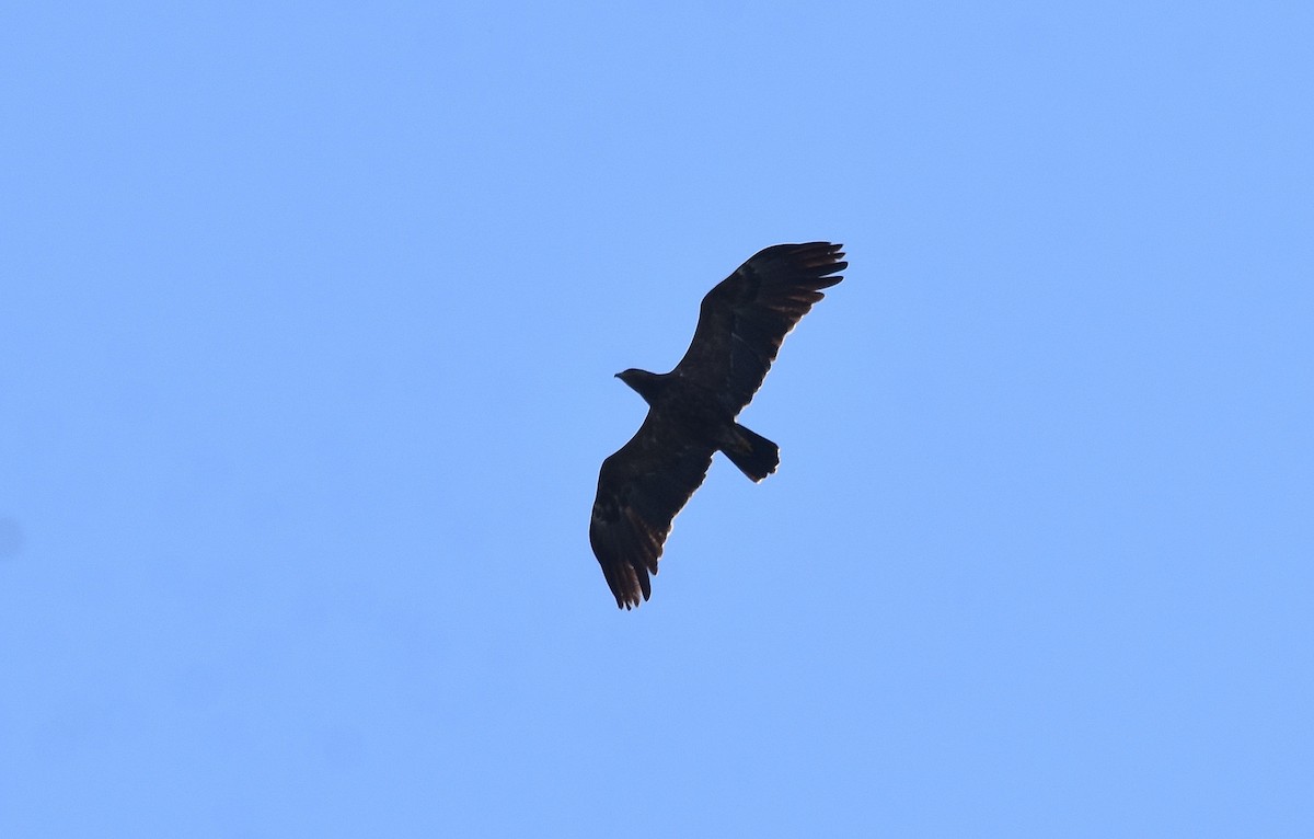 Lesser Spotted Eagle - ML608797356