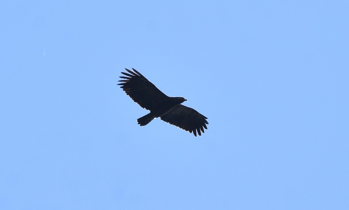 Lesser Spotted Eagle - ML608797357