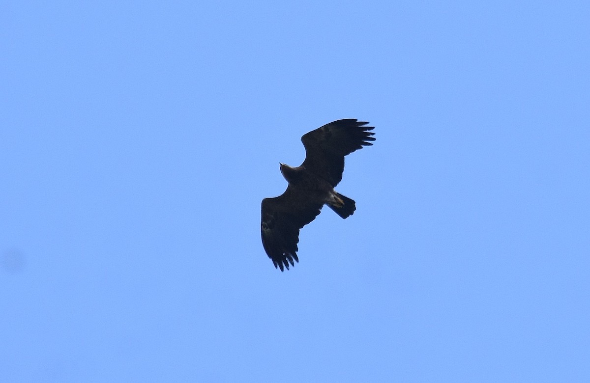 Lesser Spotted Eagle - ML608797359