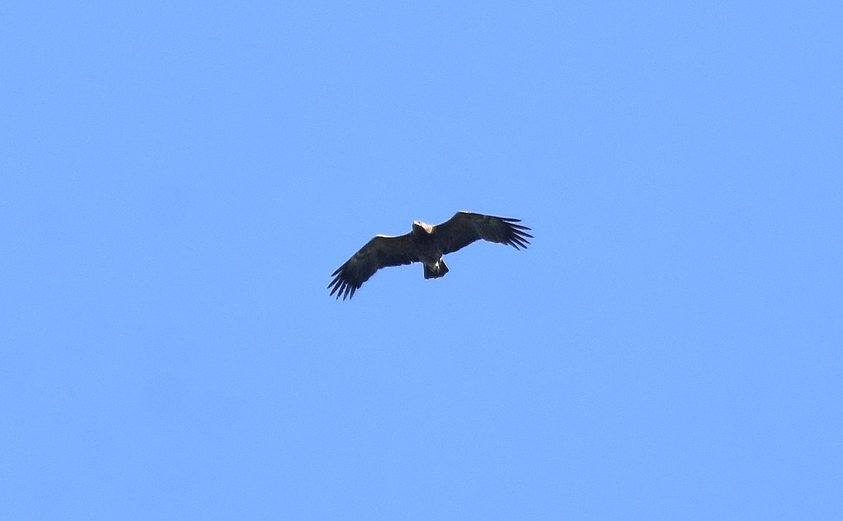 Lesser Spotted Eagle - ML608797360