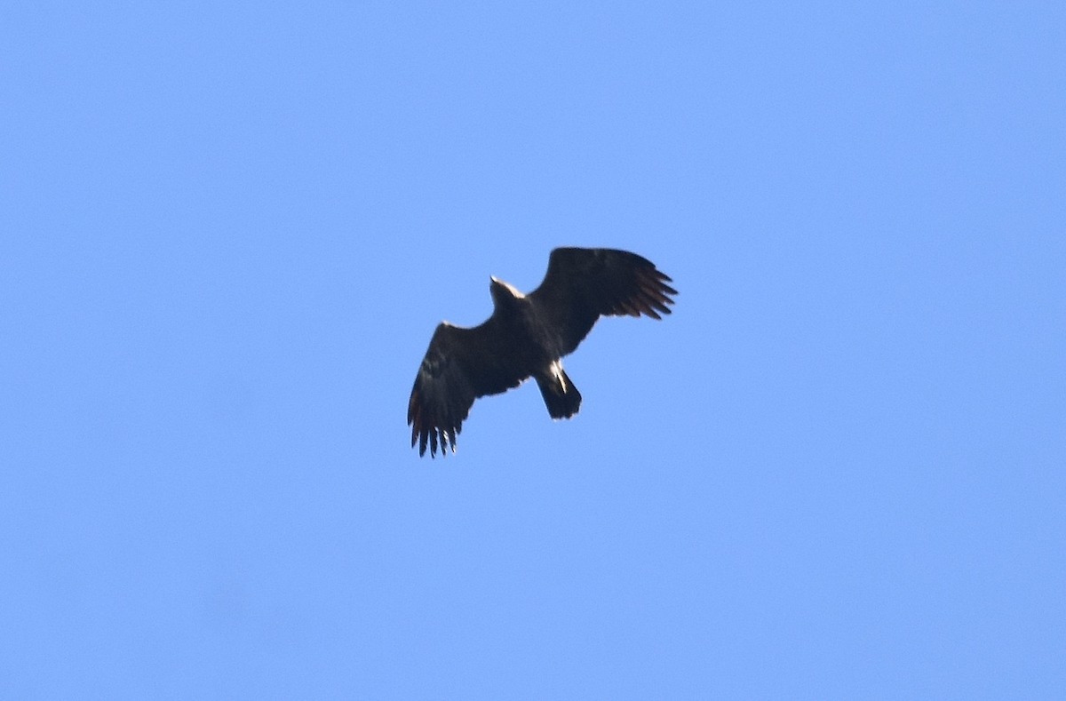 Lesser Spotted Eagle - ML608797361