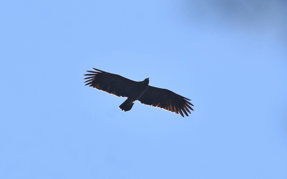 Lesser Spotted Eagle - ML608797363