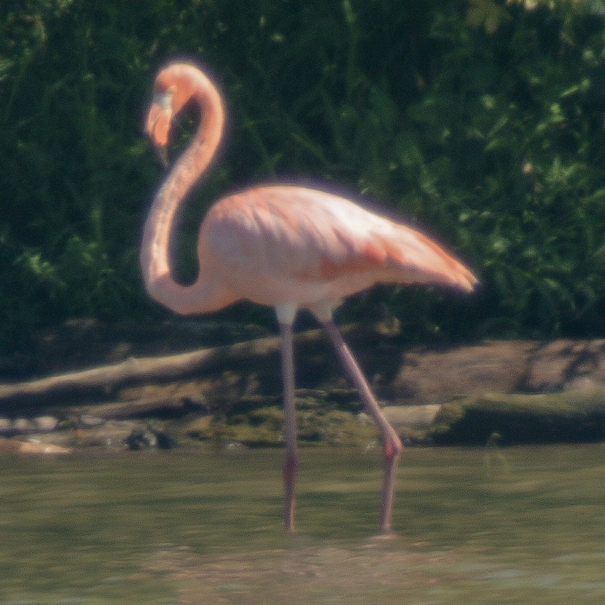 Amerika Flamingosu - ML608797426