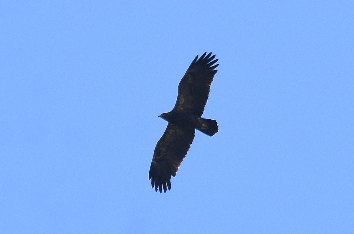 Lesser Spotted Eagle - ML608797427
