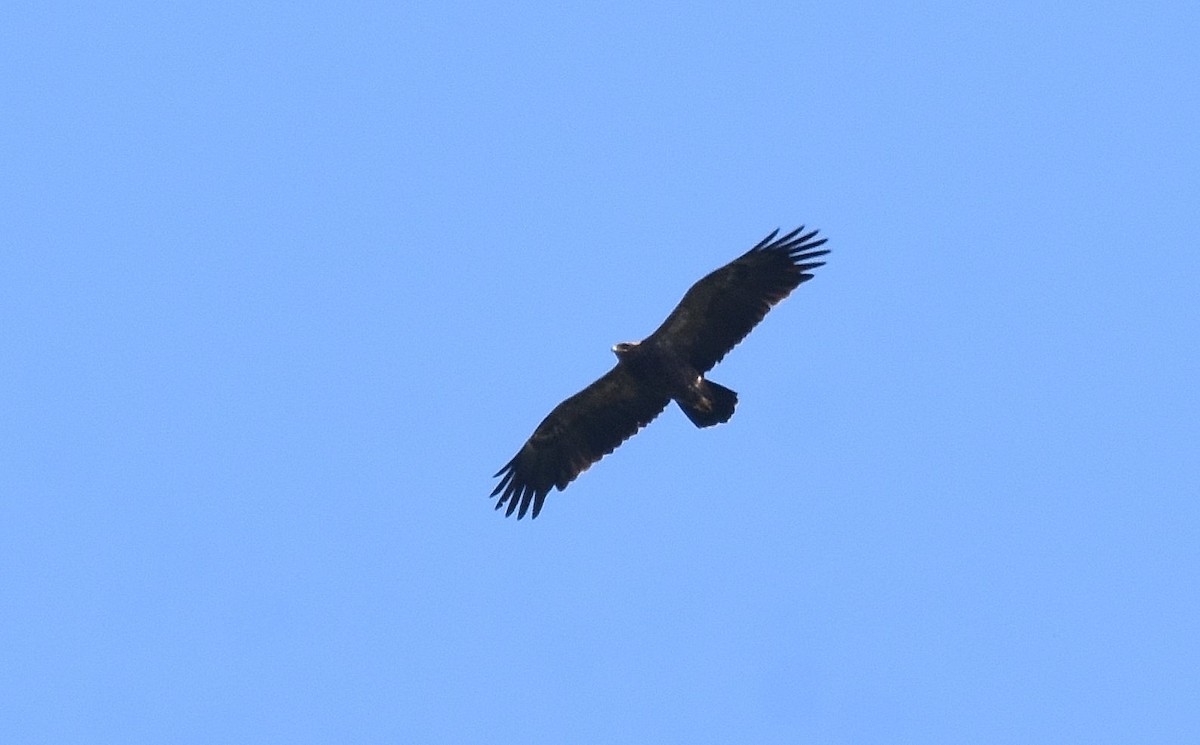 Lesser Spotted Eagle - ML608797428