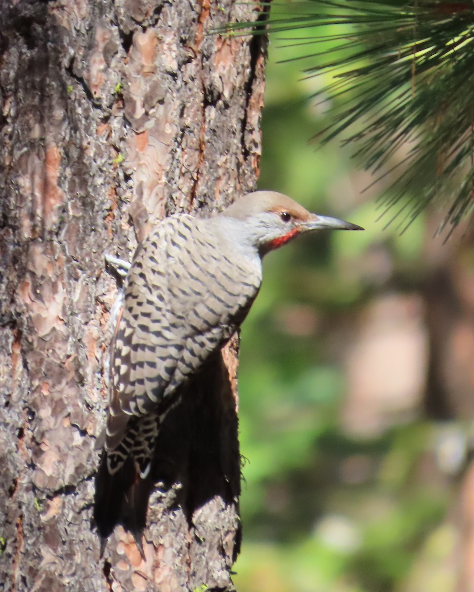 Northern Flicker - The Spotting Twohees