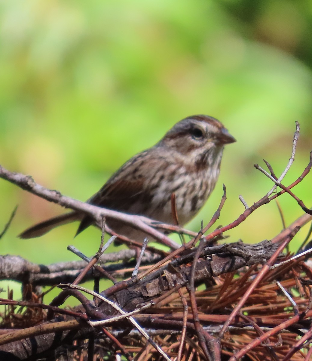 Song Sparrow - The Spotting Twohees