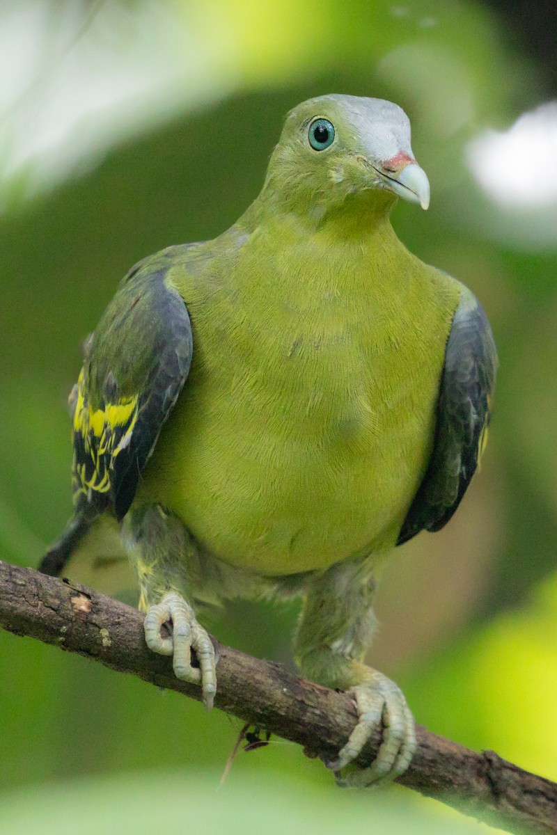 Philippine Green-Pigeon - ML608797923