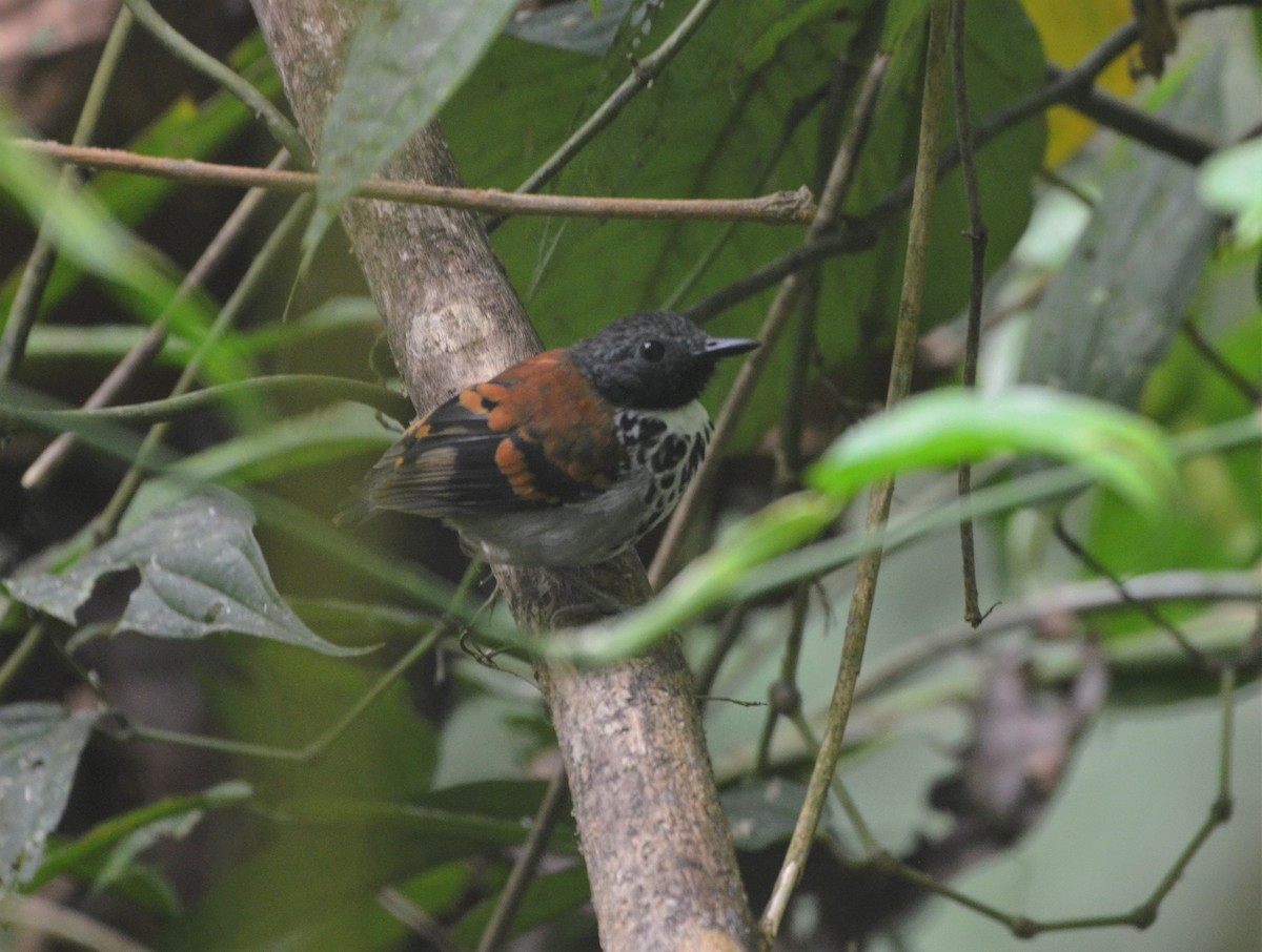 Spotted Antbird - ML608798611