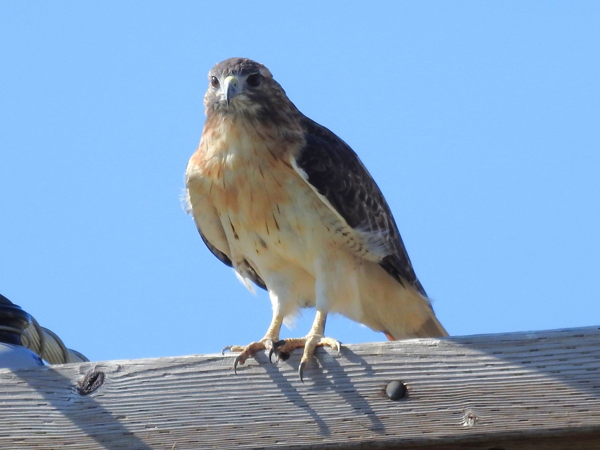 Red-tailed Hawk - ML608798858