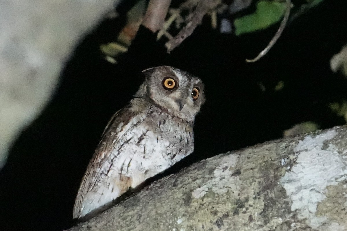 Moluccan Scops-Owl (Moluccan) - ML608799412