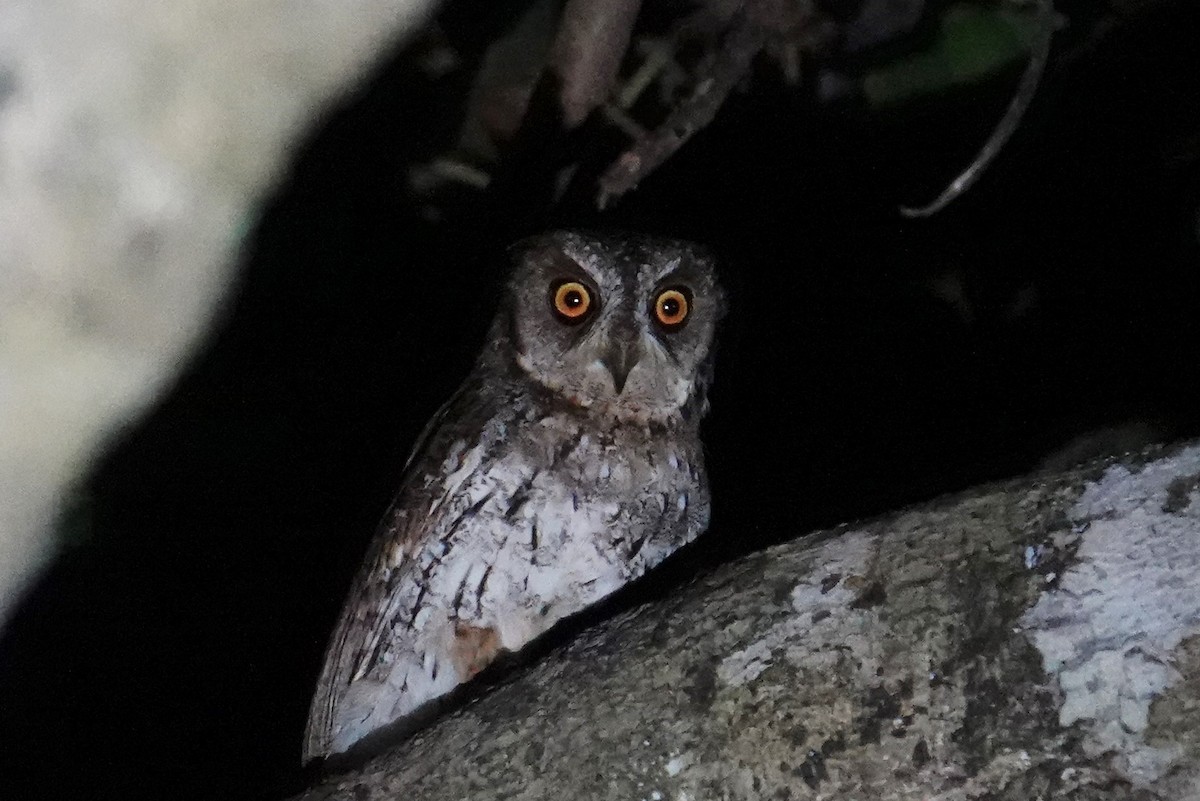 Moluccan Scops-Owl (Moluccan) - ML608799415