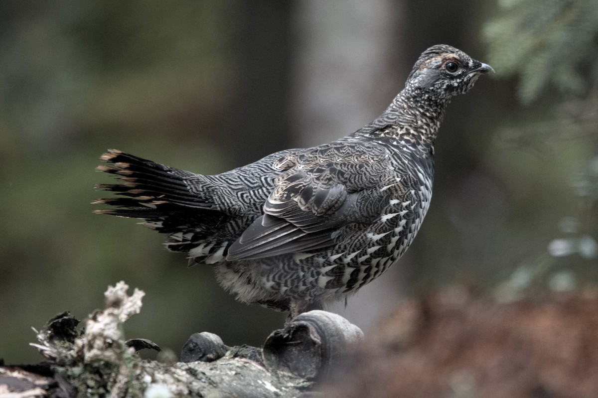 Spruce Grouse - Kevin Thompson