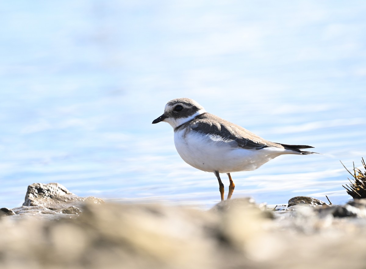 Common Ringed Plover - ML608800305