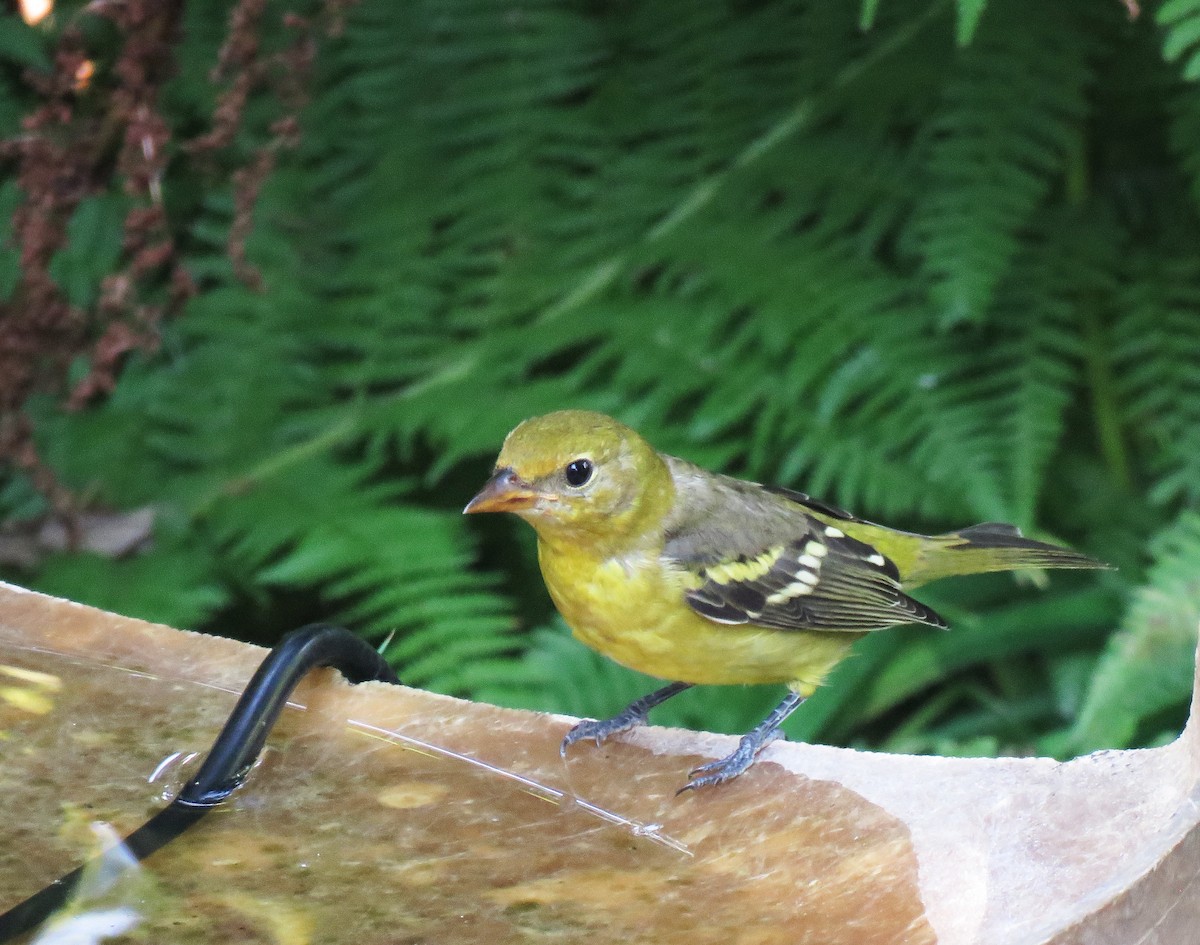 Western Tanager - ML608800418