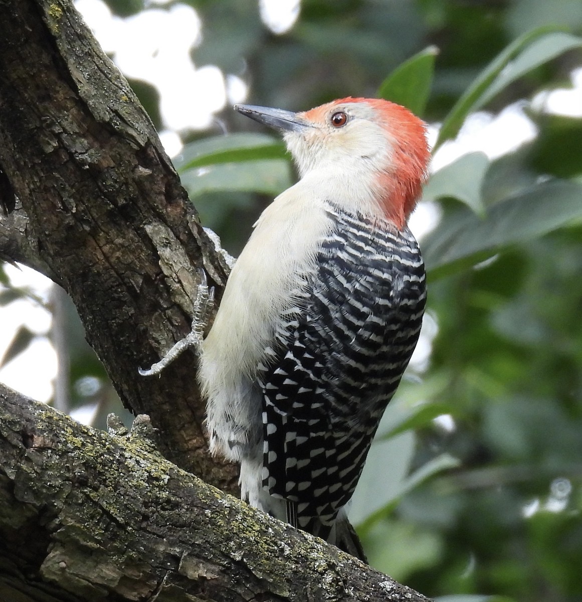 Red-bellied Woodpecker - ML608800469
