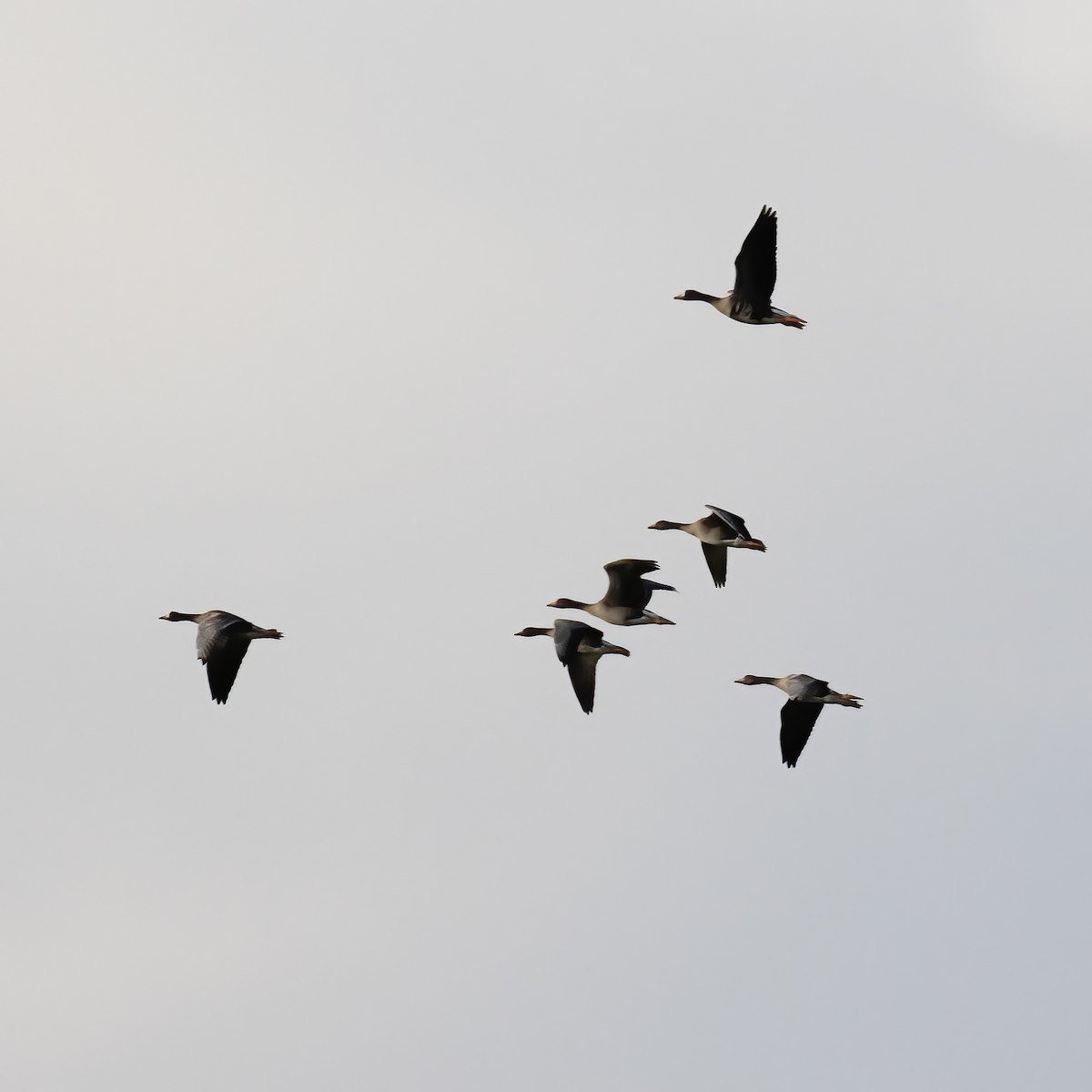 Greater White-fronted Goose - ML608800783