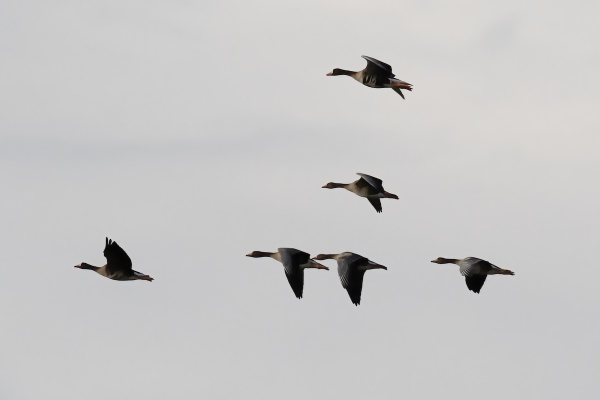 Greater White-fronted Goose - ML608800784