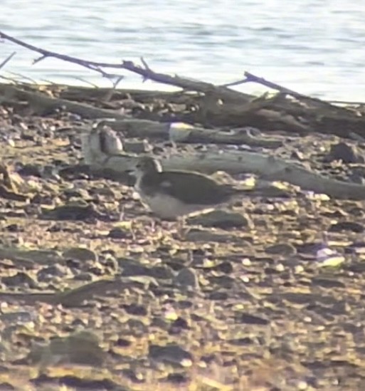 eBird Checklist 13 Sep 2023 Mono LakeRush Creek Delta 6 species