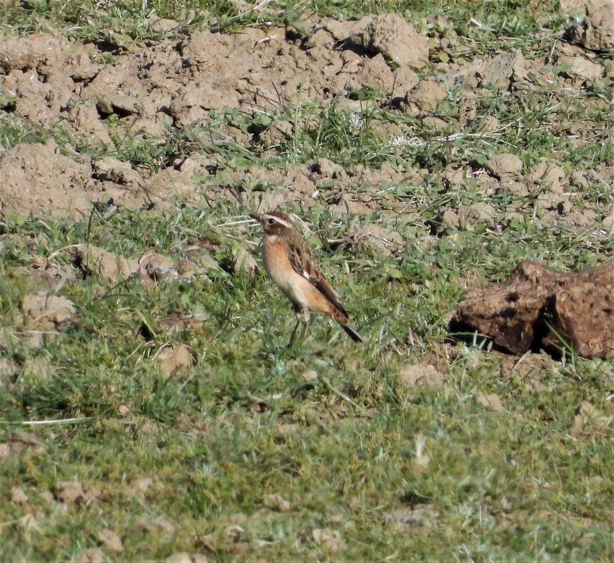 Whinchat - ML608801519