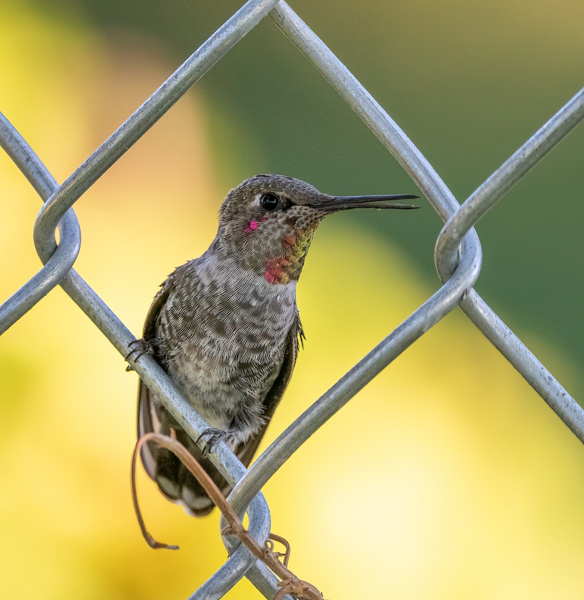 Anna's Hummingbird - ML608801630