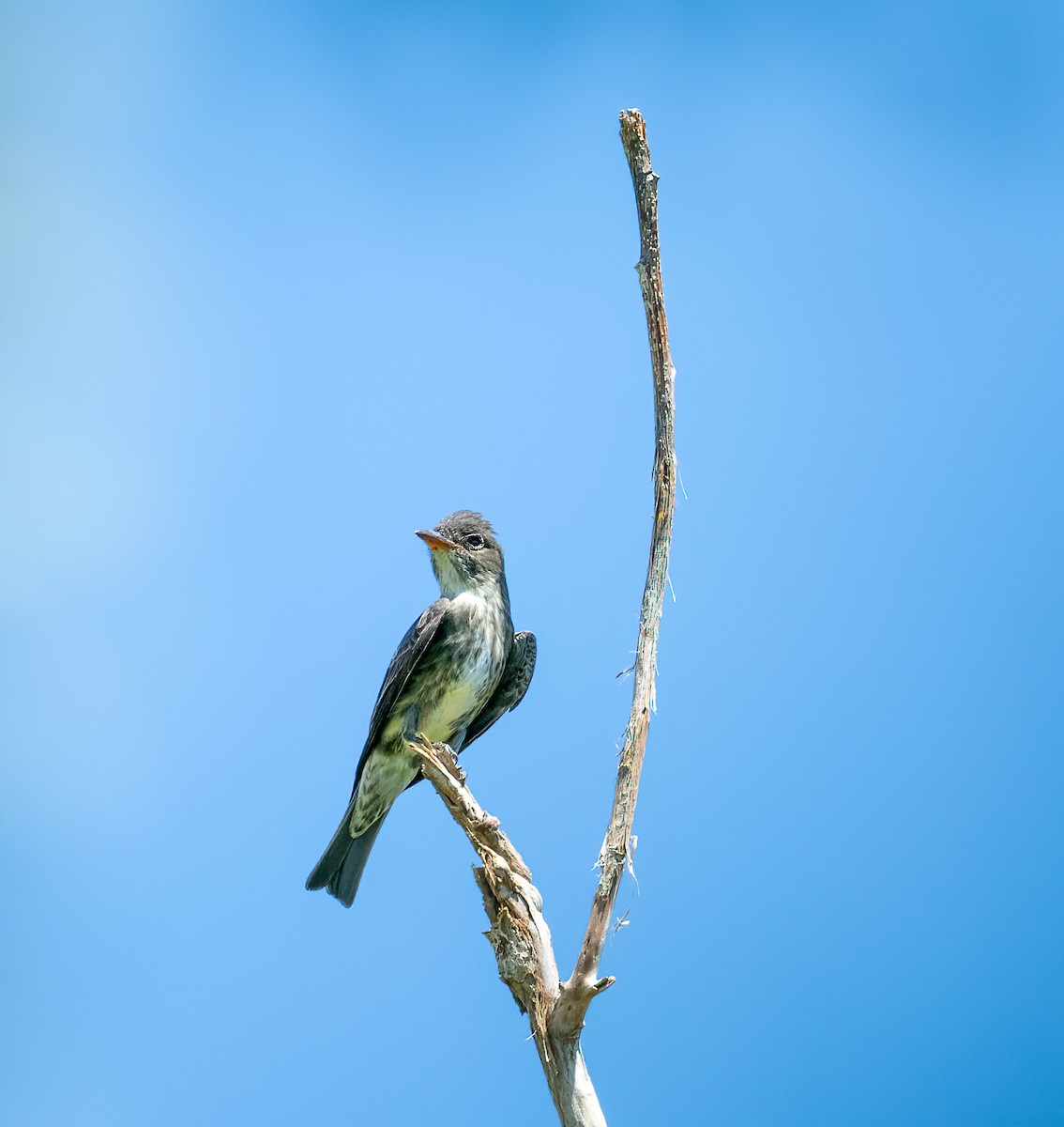 Olive-sided Flycatcher - Mary McSparen