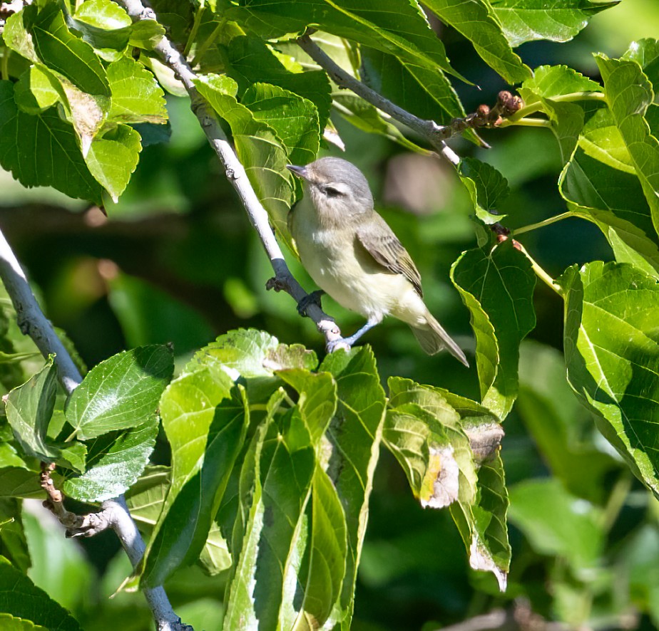 Warbling Vireo - Mary McSparen