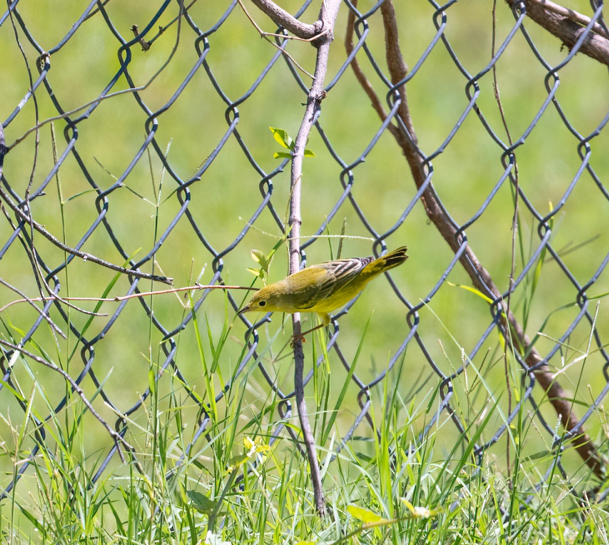 Yellow Warbler - ML608801935