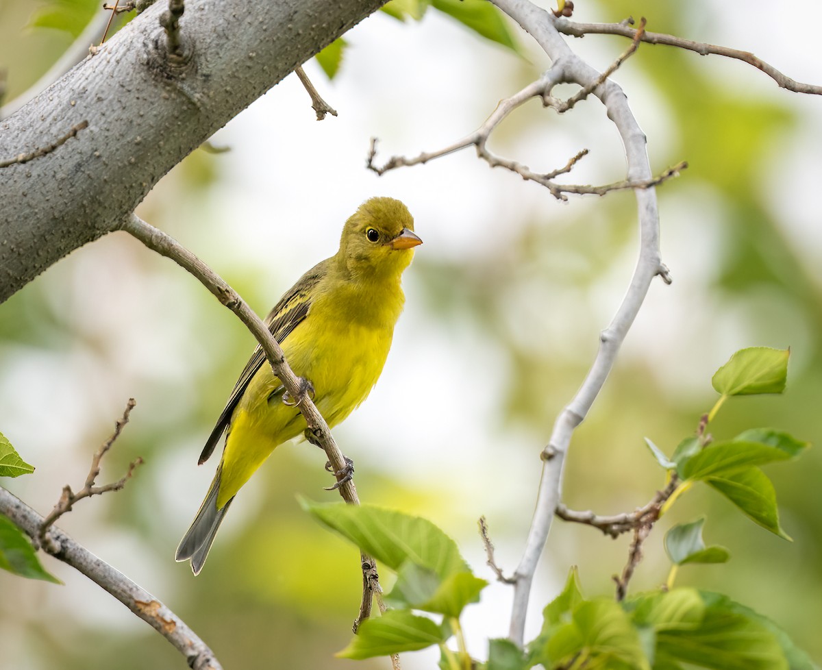 Western Tanager - ML608801942
