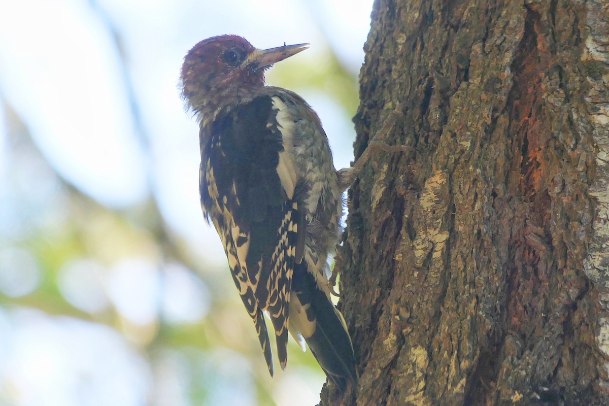Red-breasted Sapsucker - ML608802273