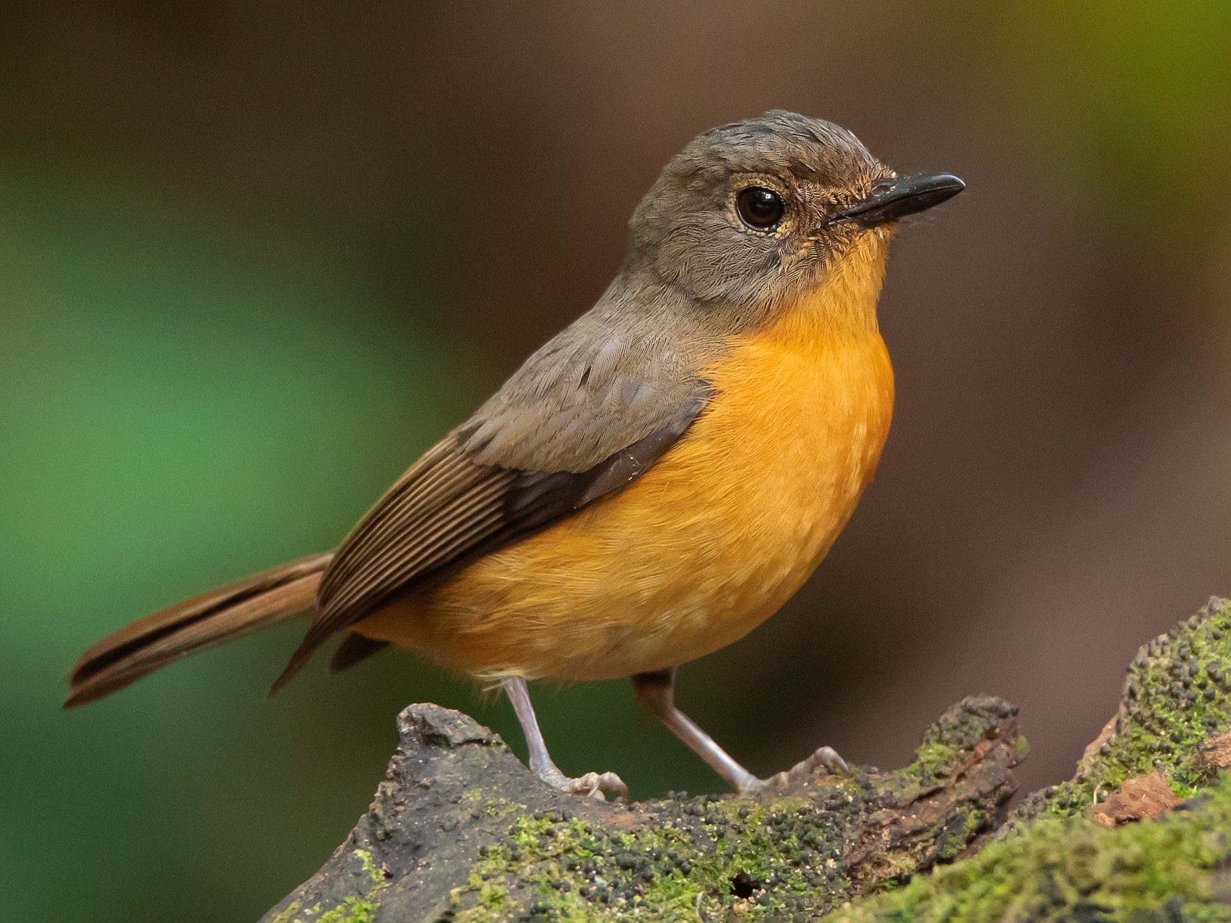 Dayak Blue Flycatcher - eBird