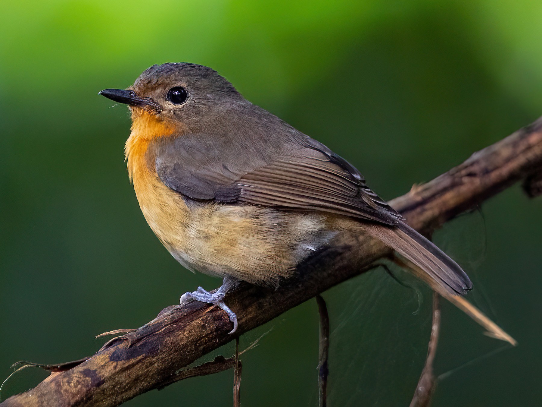 Dayak Blue Flycatcher - eBird