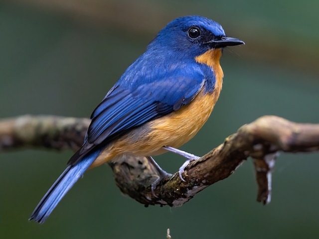 Photos Dayak Blue Flycatcher Cyornis montanus Birds of the World