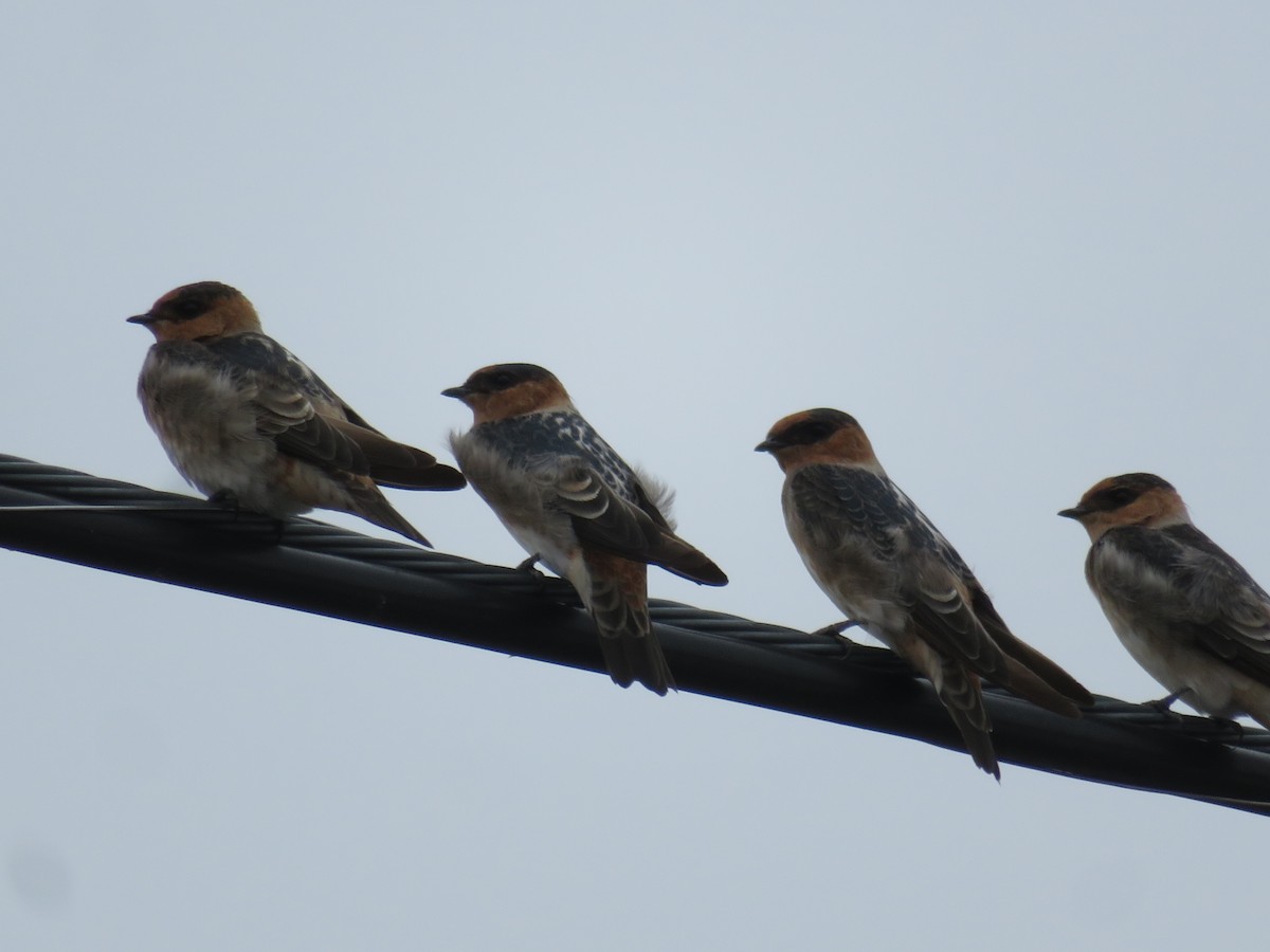 Cave Swallow - ML608802596