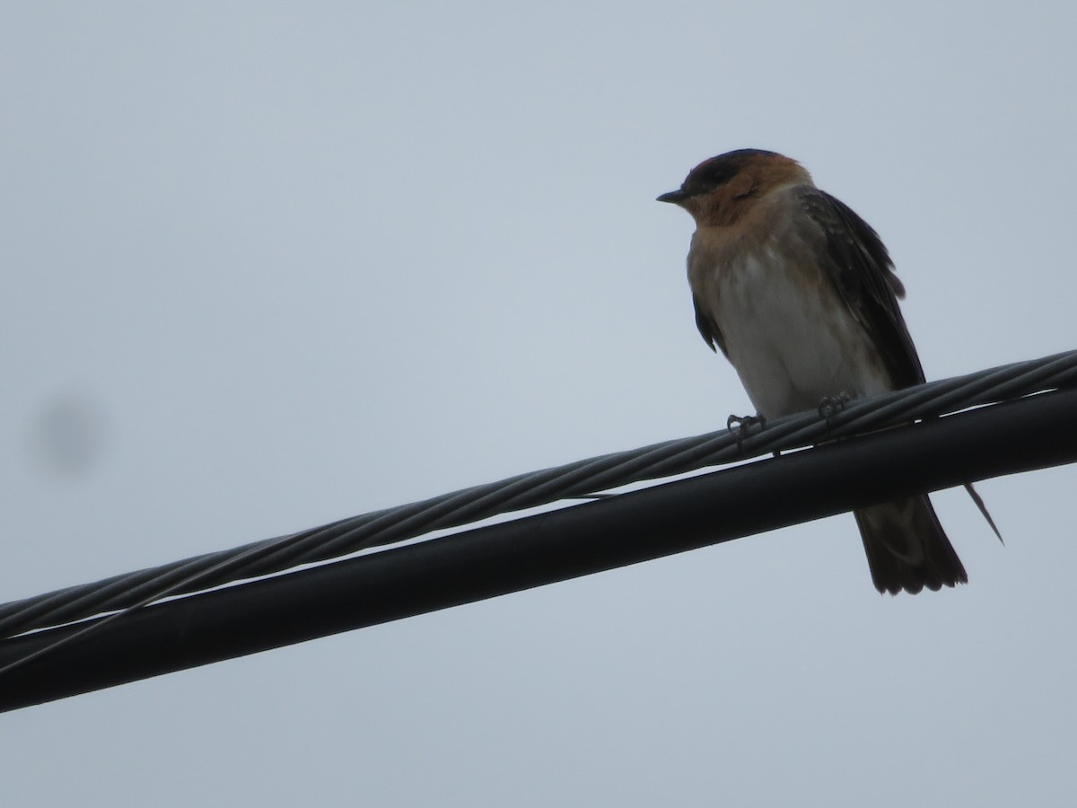 Cave Swallow - ML608802640