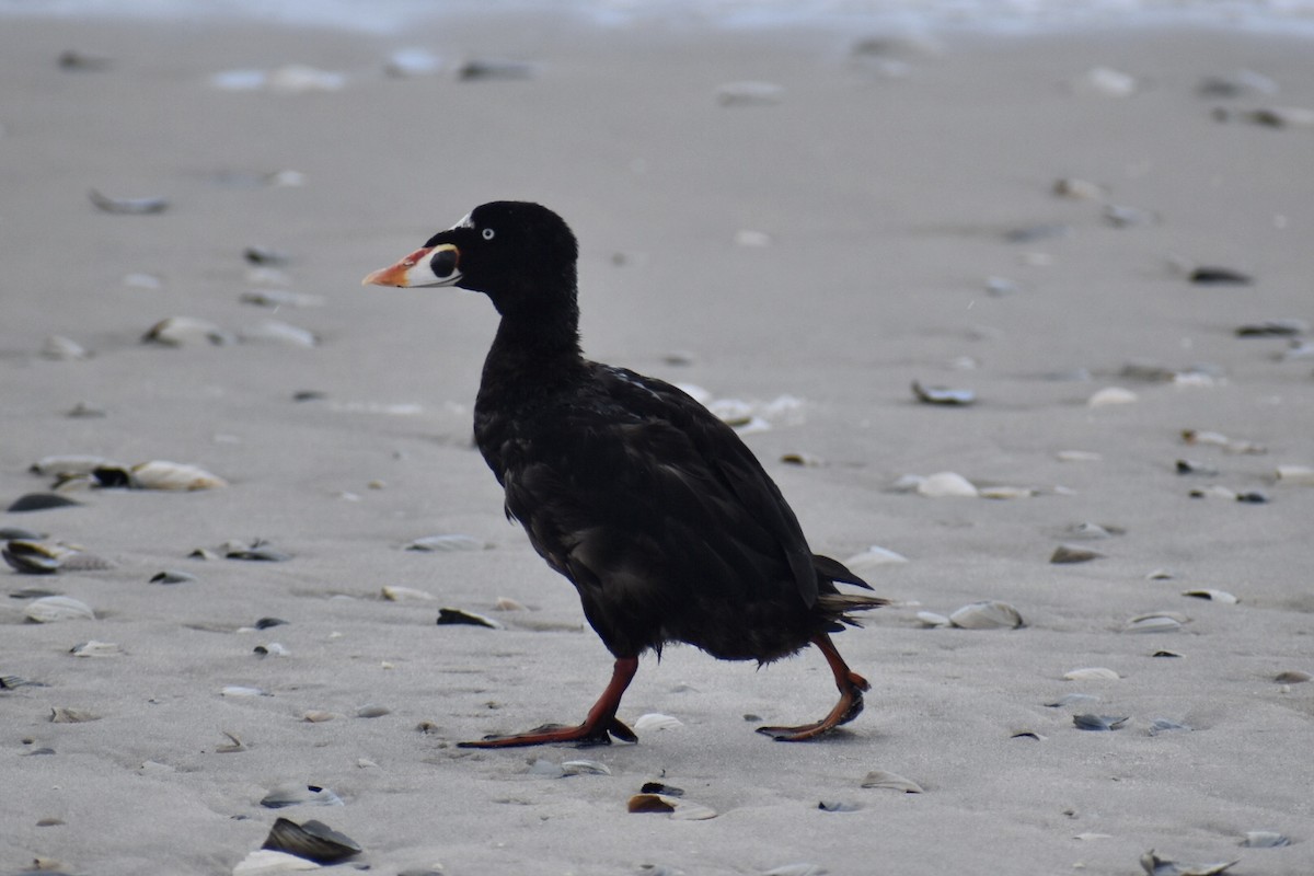 New Jersey eBird Checklist - 13 Sep 2023 - Island Beach SP (please consider using more specific 