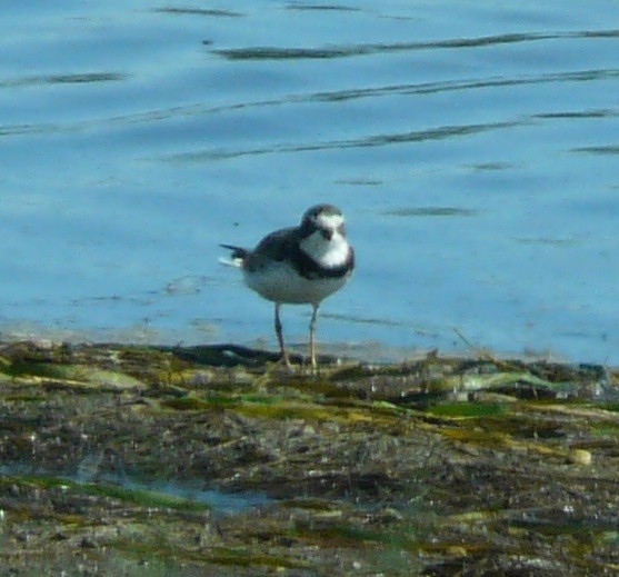 Semipalmated Plover - ML608803394