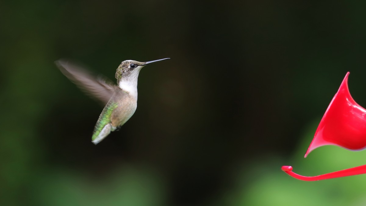 Ruby-throated Hummingbird - ML608803573