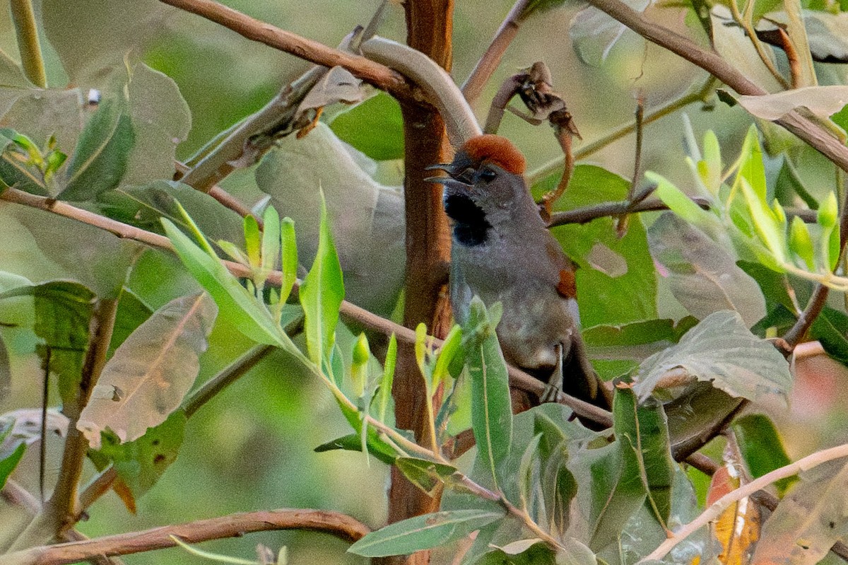 Cinereous-breasted Spinetail - ML608803943