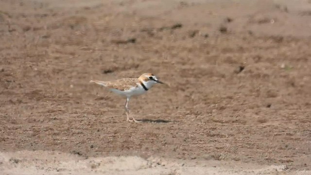 Collared Plover - ML608804025