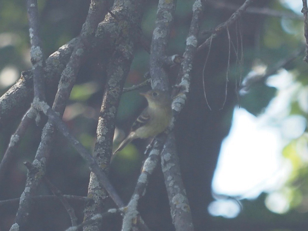 Yellow-bellied Flycatcher - ML608804248