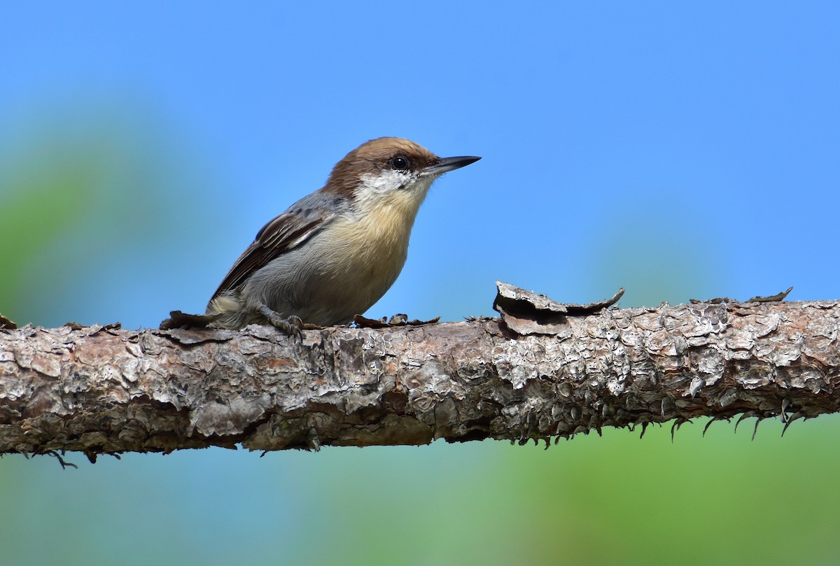 Brown-headed Nuthatch - ML608804283
