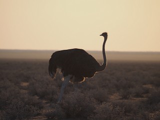 Common Ostrich, ML608805403