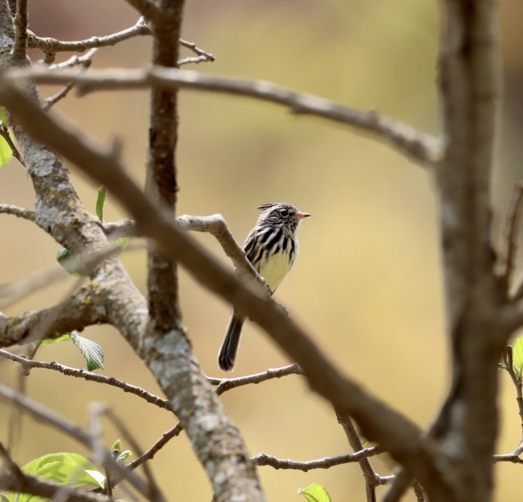 Yellow-billed Tit-Tyrant - Marcelo Quipo