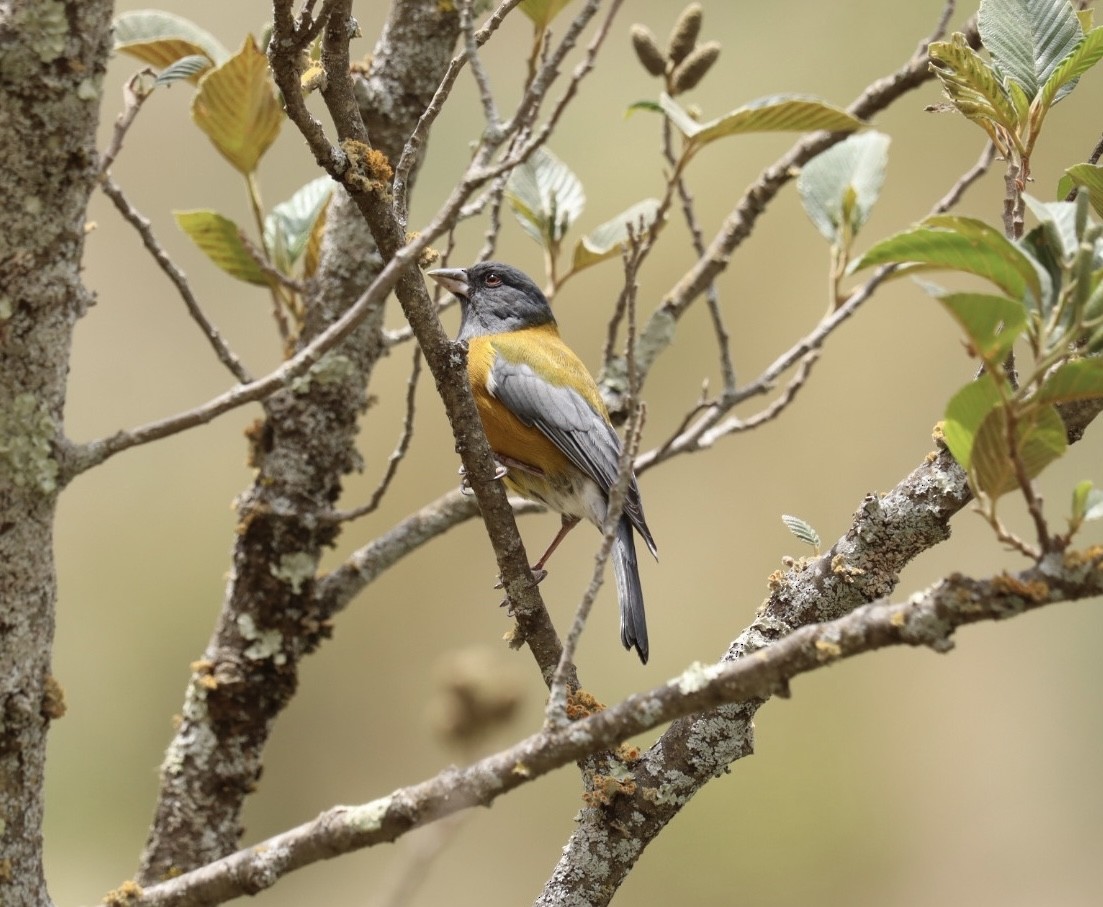 Peruvian Sierra Finch - Marcelo Quipo