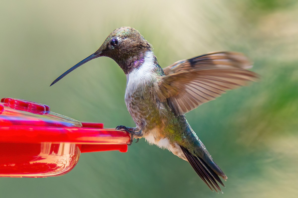 Black-chinned Hummingbird - Tim Liguori