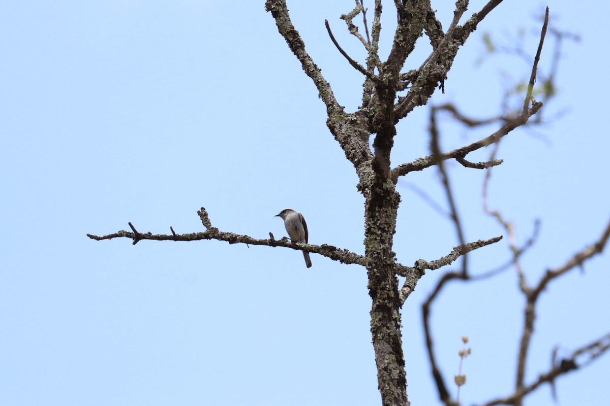 White-browed Chat-Tyrant - ML608805545