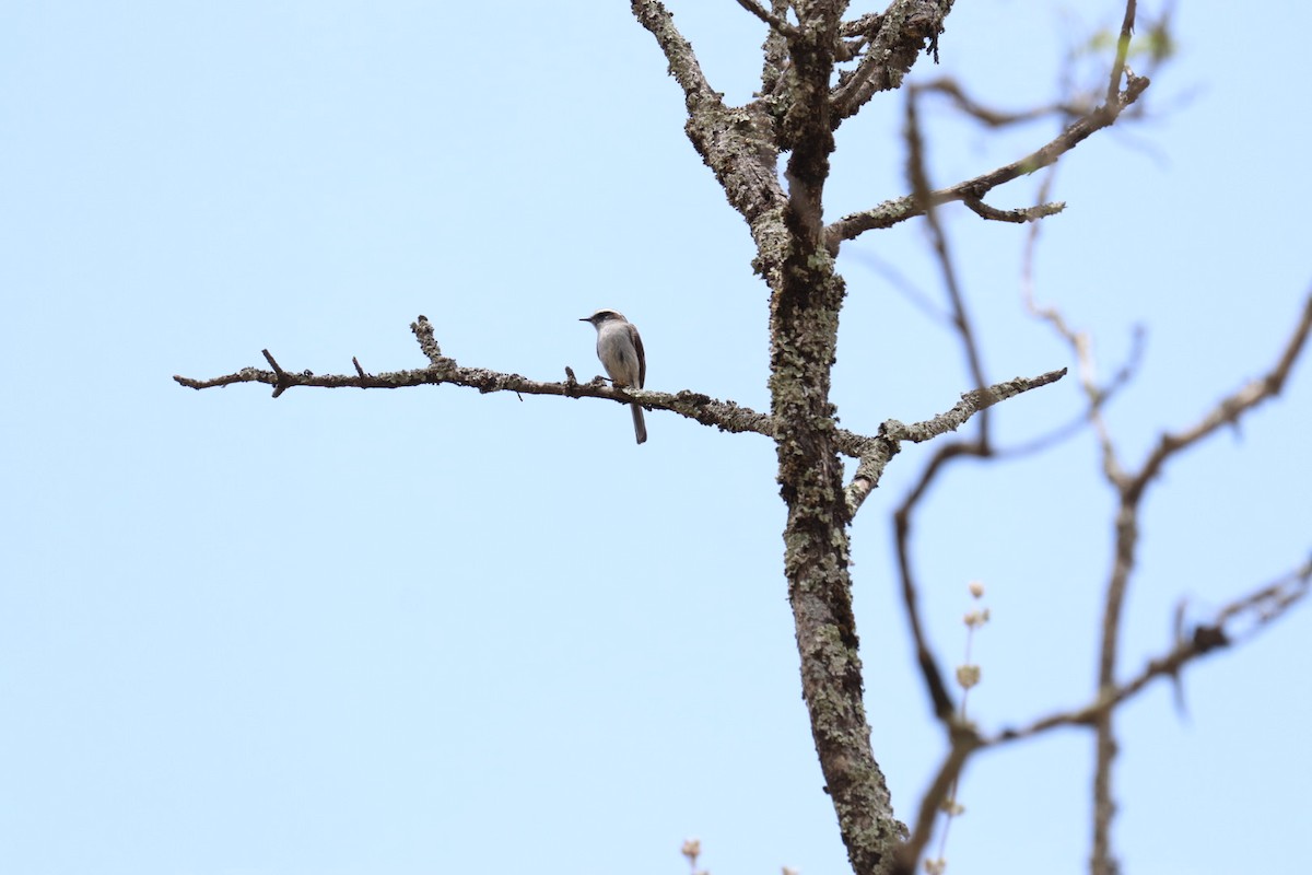 White-browed Chat-Tyrant - ML608805546